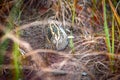 Jack snipe - very secretive marsh bird Royalty Free Stock Photo