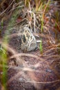 Jack snipe - very secretive marsh bird Royalty Free Stock Photo