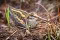 Jack snipe - very secretive marsh bird