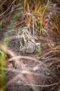 Jack snipe - very secretive marsh bird Royalty Free Stock Photo