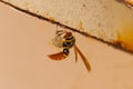 Jack Spaniard wasp building a small nest