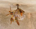 Jack Spaniard wasps on a small nest Royalty Free Stock Photo