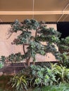 A jack-tree planted in a tall building