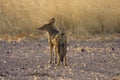 Jackal Royalty Free Stock Photo