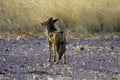 Jackal Royalty Free Stock Photo
