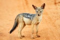 Jackal Royalty Free Stock Photo