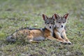 Jackal in the Masai Mara