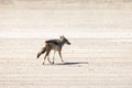 Jackal in Atlantic coast near seal colony