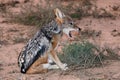 Jackal - Black Backed Royalty Free Stock Photo
