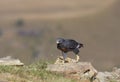 Jackal Buzzard