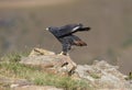 Jackal Buzzard