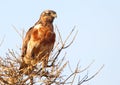 Jackal Buzzard