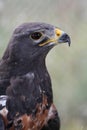 Jackal Buzzard Bird