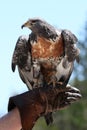 Jackal Buzzard Bird Royalty Free Stock Photo