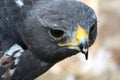 Jackal Buzzard Bird Royalty Free Stock Photo