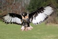 Jackal Buzzard Bird in Flight Royalty Free Stock Photo