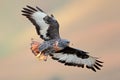 Jackal buzzard in flight