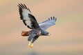 Jackal buzzard in flight