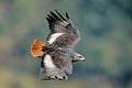 Jackal buzzard in flight Royalty Free Stock Photo