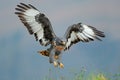 Jackal buzzard landing