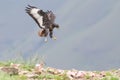 Jackal buzzard landing on rocky mountain in strong wind Royalty Free Stock Photo