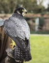 Jackal Buzzard at Thorpe Perrow