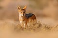 Jackal and evening sunlight. Black-Backed Jackal, Canis mesomelas mesomelas, portrait of animal with long ears, Kgalagadi, South