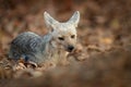 Jackal and evening sunlight. Black-Backed Jackal, Canis mesomelas mesomelas, portrait of animal with long ears, Kgalagadi, South