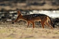 Jackal and evening sunlight. Black-Backed Jackal, Canis mesomelas mesomelas, portrait of animal with long ears, Tanzania, South