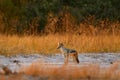 Jackal and evening sunlight. Black-Backed Jackal, Canis mesomelas mesomelas, portrait of animal with long ears, Tanzania, South Royalty Free Stock Photo