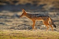 Jackal and evening sunlight. Black-Backed Jackal, Canis mesomelas mesomelas, portrait of animal with long ears, Tanzania, South Royalty Free Stock Photo