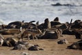 Jackal in fur-seal colony, Skeleton Coast