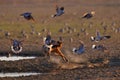 Jackal hunting birds near the waterhole, Polentswa, Botswana in Africa.  Beautiful wildlife scene from Africa with nice sun light Royalty Free Stock Photo