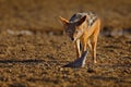 Jackal hunting birds near the waterhole, Polentswa, Botswana in Africa.  Beautiful wildlife scene from Africa with nice sun light Royalty Free Stock Photo