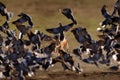 Jackal hunting birds near the waterhole, Polentswa, Botswana in Africa.  Beautiful wildlife scene from Africa with nice sun light Royalty Free Stock Photo