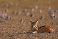 Jackal hunting birds near the waterhole, Polentswa, Botswana in Africa.  Beautiful wildlife scene from Africa with nice sun light Royalty Free Stock Photo