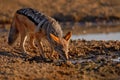 Jackal hunting birds near the waterhole, Polentswa, Botswana in Africa.  Beautiful wildlife scene from Africa with nice sun light Royalty Free Stock Photo