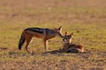 Jackal hunting birds near the waterhole, Polentswa, Botswana in Africa.  Beautiful wildlife scene from Africa with nice sun light Royalty Free Stock Photo