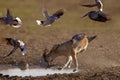 Jackal hunting birds near the waterhole, Polentswa, Botswana in Africa.  Beautiful wildlife scene from Africa with nice sun light Royalty Free Stock Photo