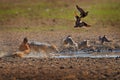 Jackal hunting birds near the waterhole, Polentswa, Botswana in Africa.   Beautiful wildlife scene from Africa with nice sun light Royalty Free Stock Photo