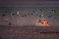 Jackal hunting birds near the waterhole, Polentswa, Botswana in Africa.   Beautiful wildlife scene from Africa with nice sun light Royalty Free Stock Photo