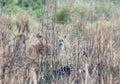 Jackal Looking through the Grass