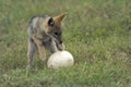 Jackal and ostrich egg. Royalty Free Stock Photo