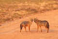 Jackal pair on the gravel road, evening light. Golden Jackal, Canis aureus with evening sun, Sri Lanka, Asia. Beautiful wildlife