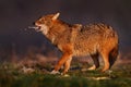 Jackal puke vomit meat with open muzzle. Golden jackal, Canis aureus, in grass and srtone, Bulgaria, Europe. Wildlife from Balkan