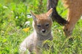 Jackal Pup Royalty Free Stock Photo