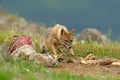 Jackal with sheep carcass. Bulgaria wildlife, Balkan in Europe. Golden jackal, Canis aureus, feeding scene on meadow, Eastern Royalty Free Stock Photo