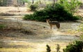 Jackal in tropical forest landscape India Royalty Free Stock Photo
