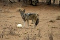 jackal trying to break into an ostrich egg