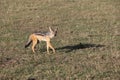 Jackal in the wild Royalty Free Stock Photo